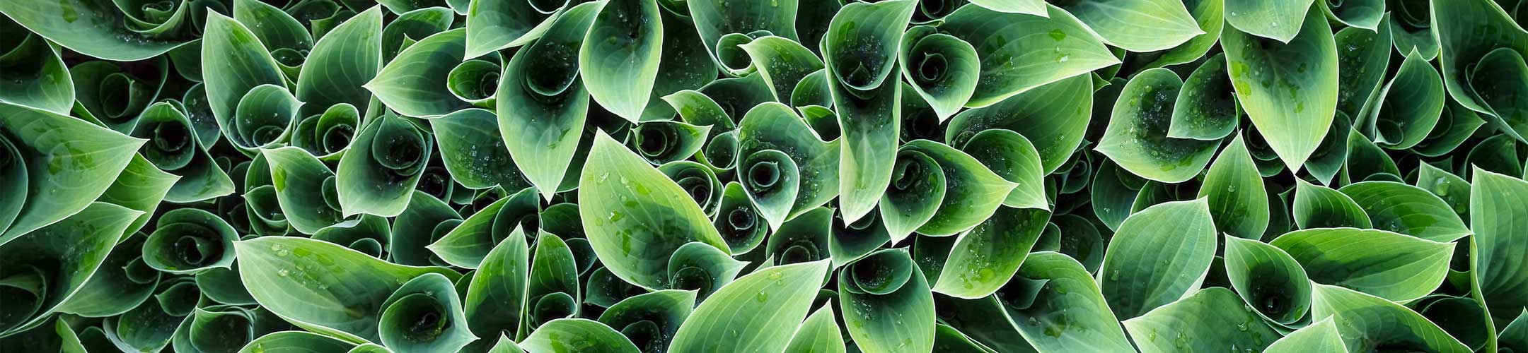 Beautiful photo of leaves.