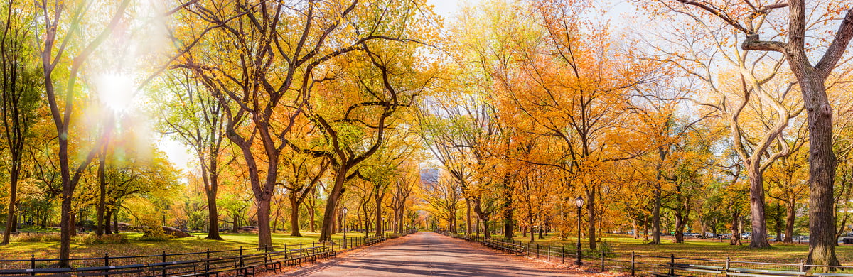 4,103 megapixels! A very high definition VAST photo of autumn trees on the Mall in Central Park in New York City at sunrise; created by Dan Piech.