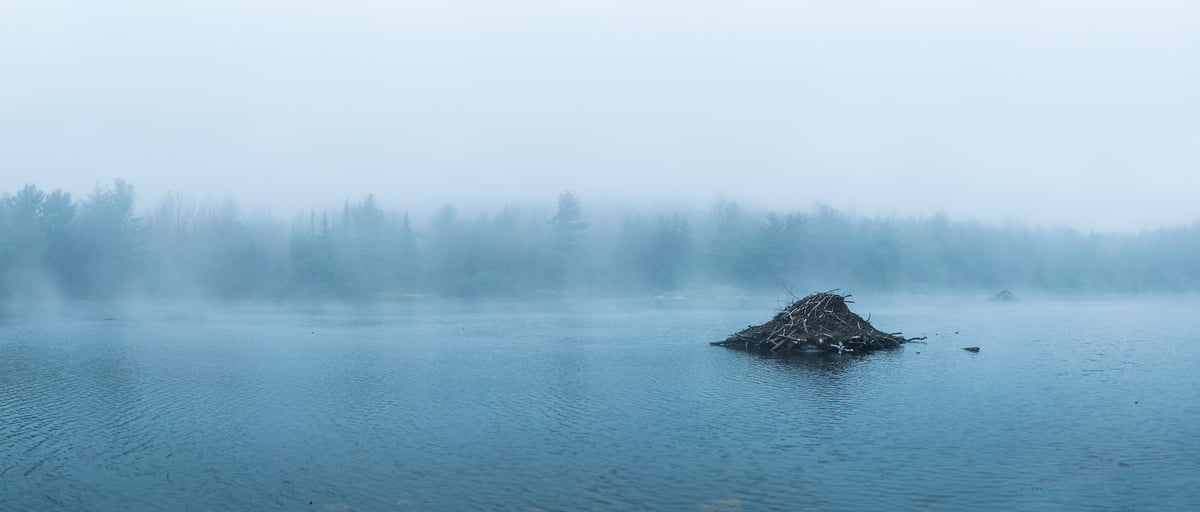 267 megapixels! A very high resolution, large-format VAST photo of a beaver lodge dam in Beaver Pond near Eagle Lake; fine art photograph created by Aaron Priest in Bar Harbor, Maine, New England.