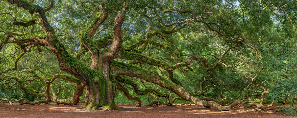 182 megapixels! A very high resolution, large-format VAST photo of a very big Oak tree; nature photograph created by Tim Lo Monaco in Angel Oak Park, Johns Island, South Carolina, USA.