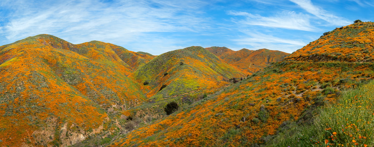 1,153 megapixels! A very high resolution, large-format VAST photo print of poppy wildflowers on the rolling hills and valleys of Walker Canyon; landscape photograph created by Jim Tarpo in Walker Canyon, California.