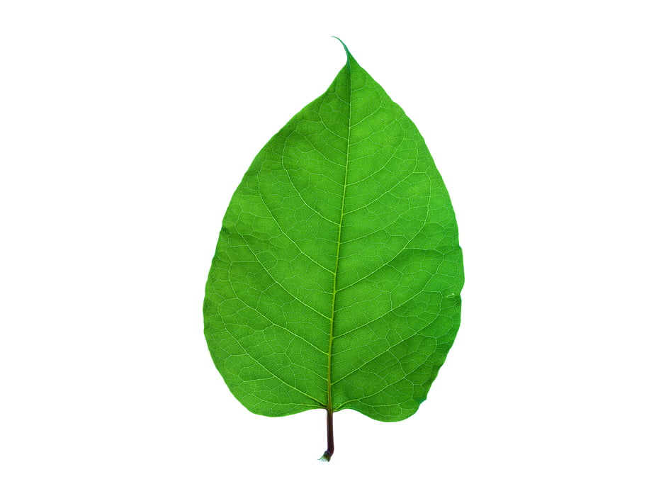 847 megapixels! A very high resolution, large-format VAST photo print of a single green leaf; nature photograph created by Scott Rinckenberger in Snoqualmie Falls Park, Snoqualmie, Washington.