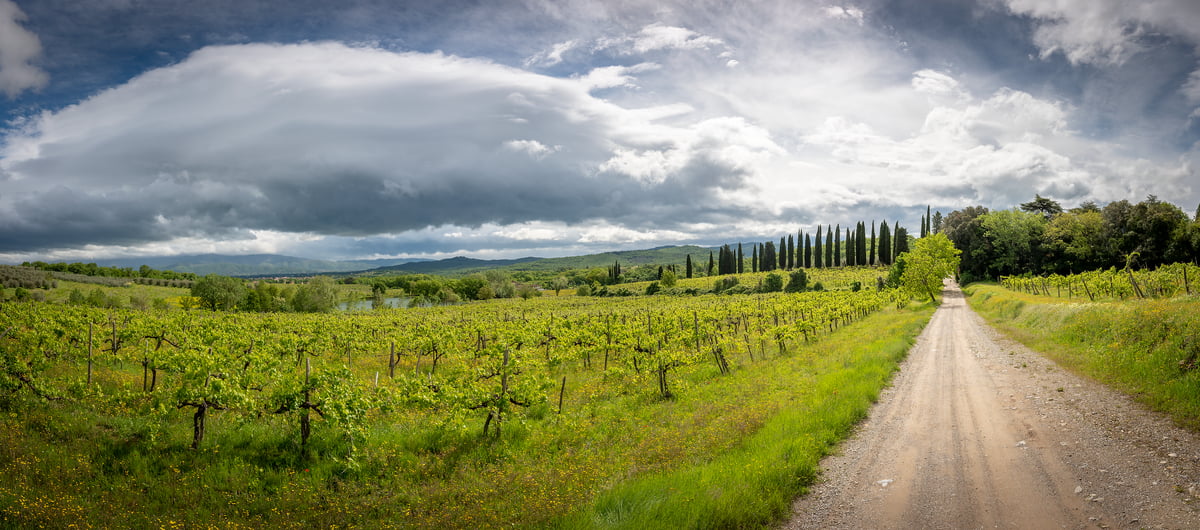 133 megapixels! A very high resolution, large-format VAST photo print of a dirt road next to a vinyard in Tuscany, Italy; photograph created by Justin Katz in Tenuta Lupinari, Tuscany, Italy.