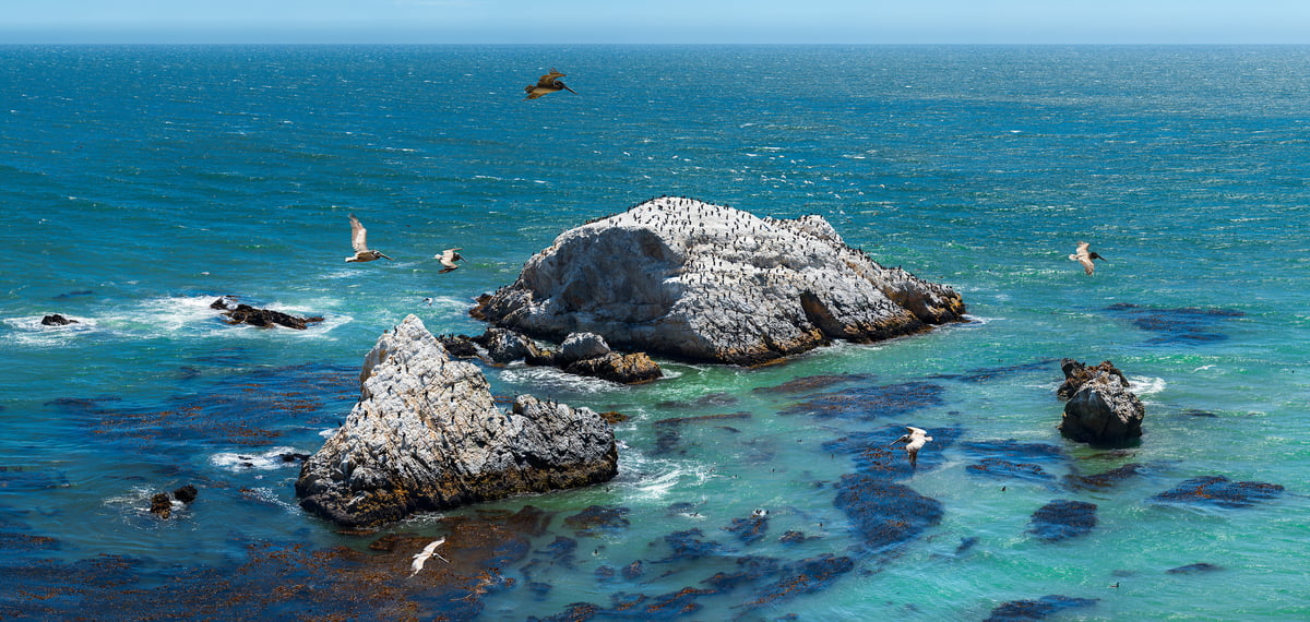 1,004 megapixels! A very high resolution, large-format VAST photo print of the Pacific Ocean with birds; photograph created by Jim Tarpo in Shell Beach, California.