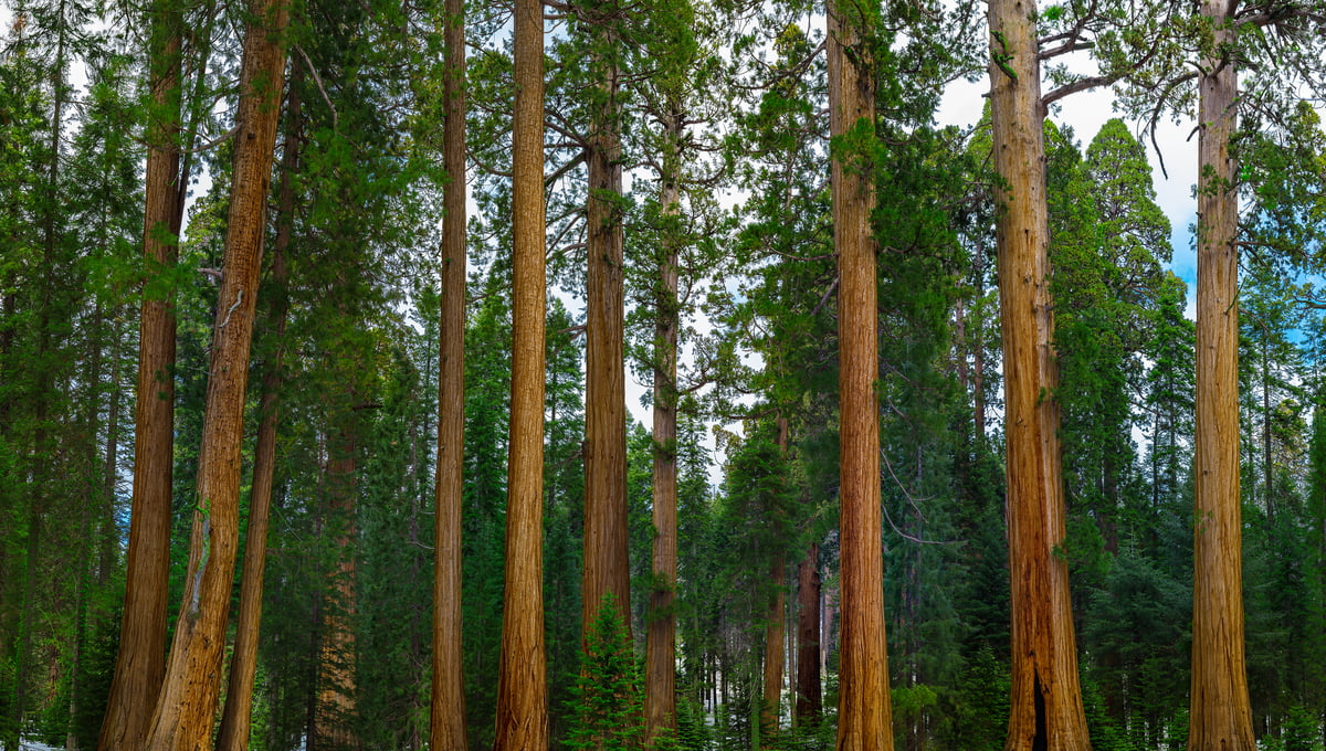 1,051 megapixels! A very high resolution, large-format VAST photo backdrop of trees; nature photograph created by Chris Collacott in Sequoia National Park, California, USA.