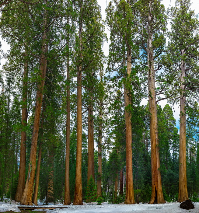 1,985 megapixels! A very high resolution, large-format VAST photo print of big trees; nature photograph created by Chris Collacott in Sequoia National Park, California, USA.