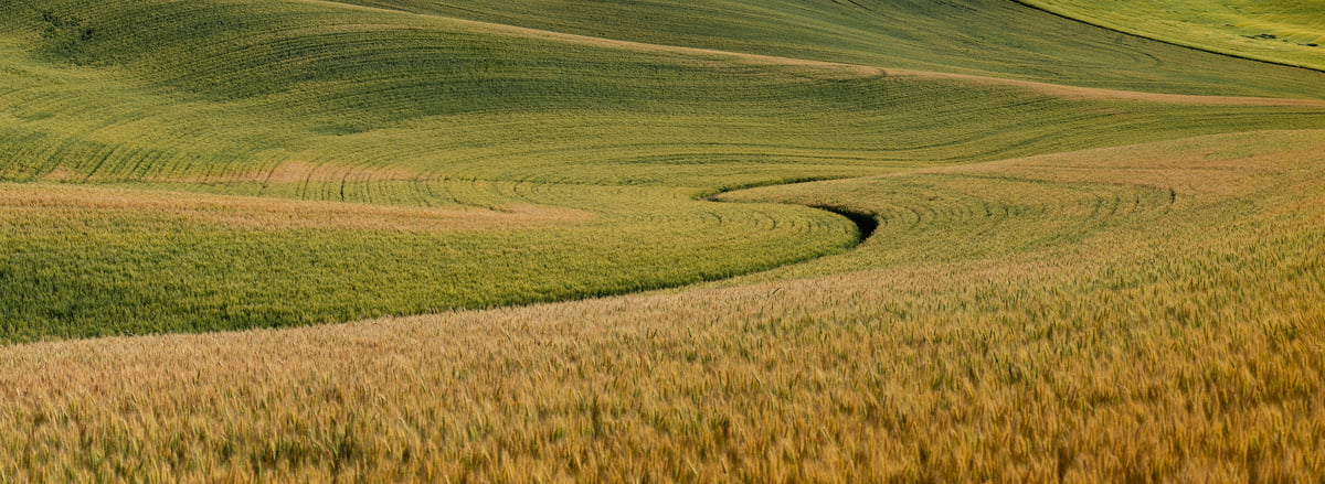 225 megapixels! A very high resolution, large-format VAST photo print of a beautiful wheat field; landscape photograph created by Greg Probst in Palouse, Washington.