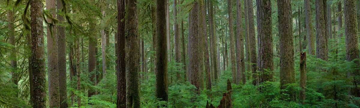 505 megapixels! A very high resolution, large-format VAST photo print of a forest in the Pacific Northwest; nature photograph created by Greg Probst in Olympic National Park, Washington.