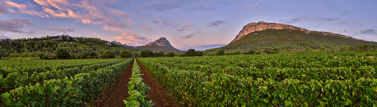 399 megapixels! A very high resolution, large-format VAST photo print of a vineyard at sunrise; landscape photograph created by David Meaux in Pic Saint-Loup, Valflaunès, l'Hérault, France.