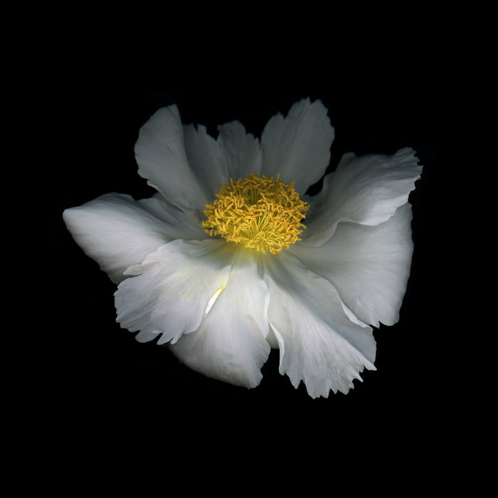 201 megapixels! A very high resolution, big VAST photo print of an open peony flower; nature macro photograph created by Anja Axelsson.