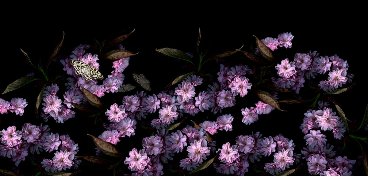 220 megapixels! A very high resolution, large-format VAST photo print of flower artwork; macro photograph created by Anja Axelsson.