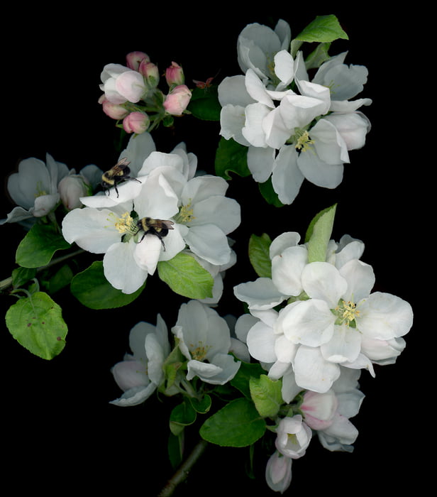 491 megapixels! A very high resolution, large-format VAST photo print of flowers and bees; nature macro photograph created by Anja Axelsson.