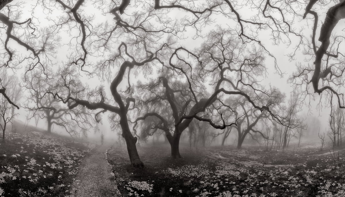 512 megapixels! A very high resolution, large-format VAST photo print of an eerie forest; photograph created by Peter Rodger in Nicolas Ridge, Malibu, California.