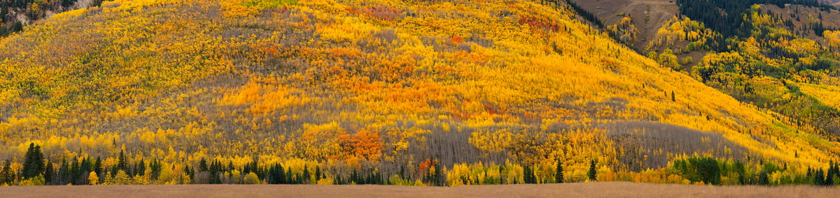 855 megapixels! A very high resolution, large-format VAST photo print of an aspen tree forest; landscape photograph created by Jeff Lewis in Ouray, Colorado.