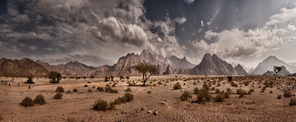 427 megapixels! A very high resolution, large-format VAST photo print of a desert mountain landscape with a tree; photograph created by Peter Rodger in Tabuk, Saudi Arabia.