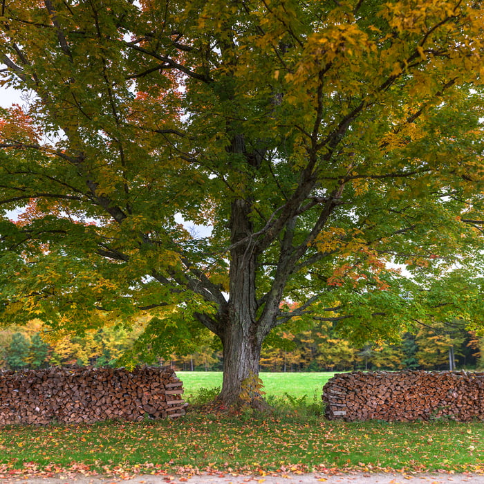 2,076 megapixels! A very high resolution, large-format VAST square photo print of a maple tree; nature photograph created by Aaron Priest in Muster Field Farm, North Sutton, New Hampshire.