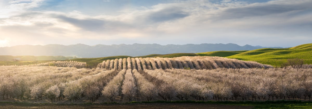 246 megapixels! A very high resolution, large-format VAST photo print of a field in Central Valley, California; landscape photograph created by Jeff Lewis in Central Valley, California.