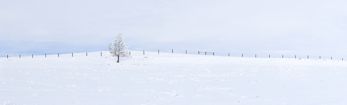 564 megapixels! A very high resolution, large-format VAST photo print of a snowy field with a tree; landscape photograph created by Scott Dimond in Cayley, Alberta, Canada.