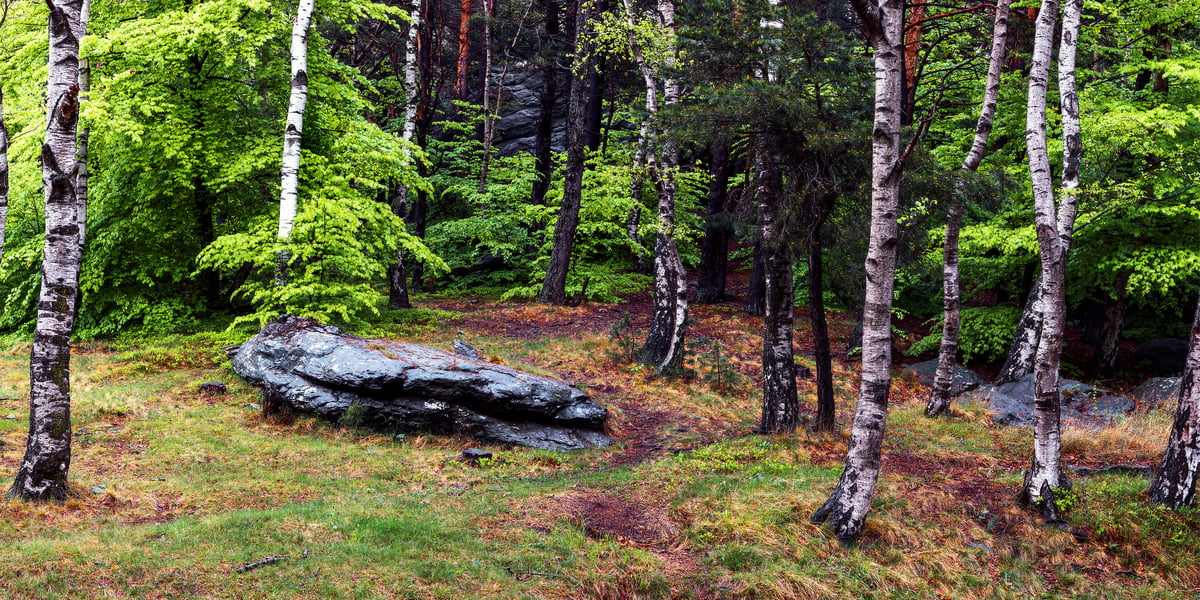 435 megapixels! A very high resolution, large-format VAST photo print of a forest in the rain with birch trees; nature photograph created by Duilio Fiorille in Valgioie, Piedmont, Italy.
