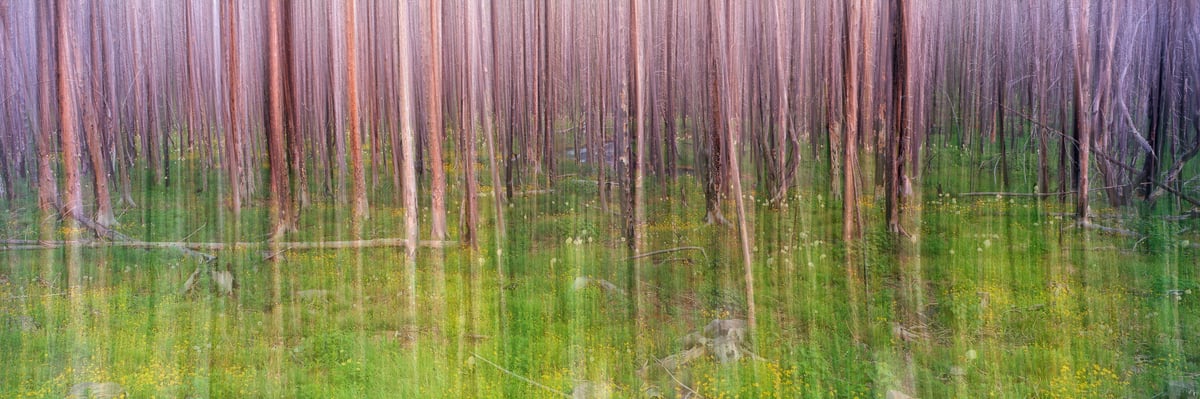 335 megapixels! A very high resolution, large-format VAST photo print of an abstract forest scene from artist Scott Dimond's ICMMFF series.