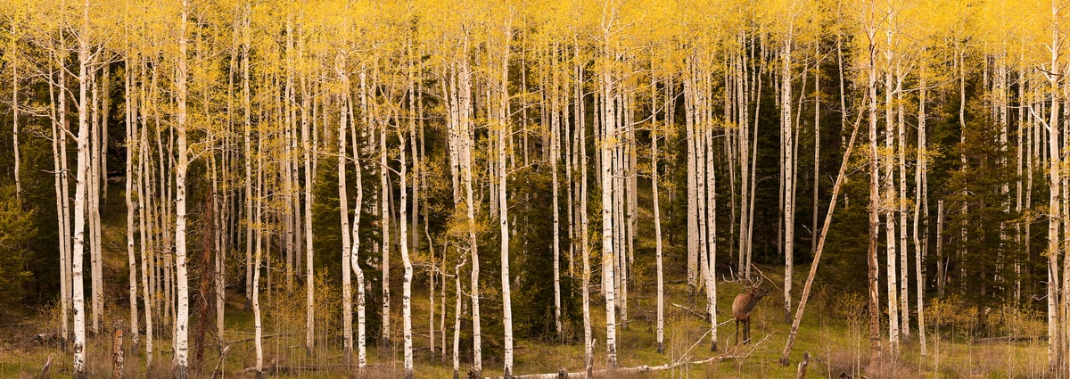 621 megapixels! A very high resolution, large-format VAST photo of a bull elk in a forest of aspen trees during autumn; nature wildlife photograph created by David David Ridgway R-2, Colorado.