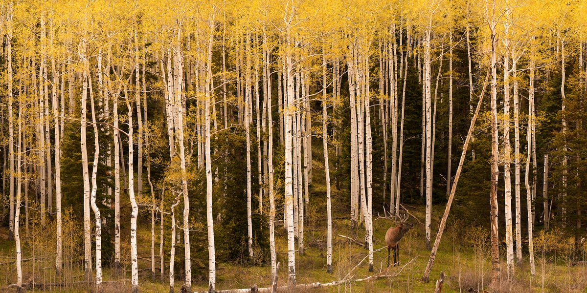 441 megapixels! A very high resolution, large-format VAST photo of a bull elk in a forest of aspen trees during autumn; nature animal photograph created by David David Ridgway R-2, Colorado.