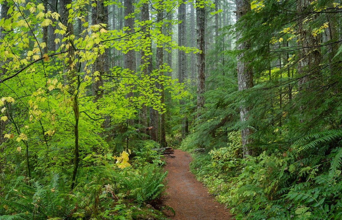 142 megapixels! A very high resolution, large-format VAST photo print of a hiking trail through a forest; nature photograph created by Greg Probst in Gifford Pinchot National Forest, Washington.