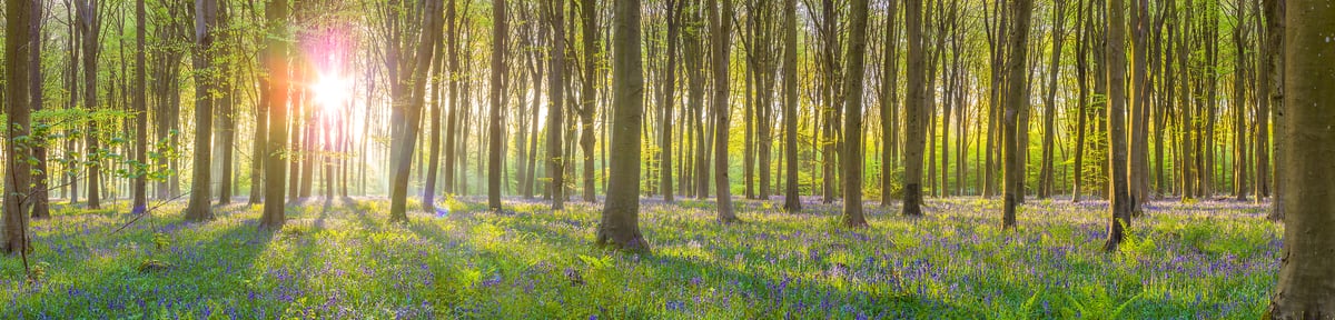 241 megapixels! A very high resolution, panorama photo of sunrise in a forest with bluebell flowers on the forest floor; nature photograph created by Assaf Frank in Micheldever Forest, Winchester, United Kingdom.