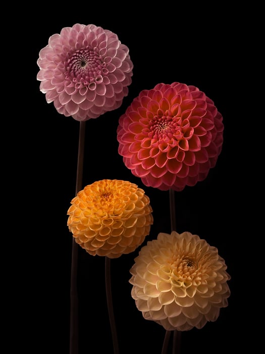 407 megapixels! A very high resolution, large-format VAST photo print of colorful Pompon dahlia flowers on a dark background; dark fine art flower photo created by Assaf Frank.