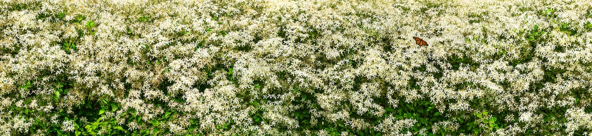 505 megapixels! A very high resolution, wall mural photo of white flowers and a monarch butterfly; nature photograph created by David David.