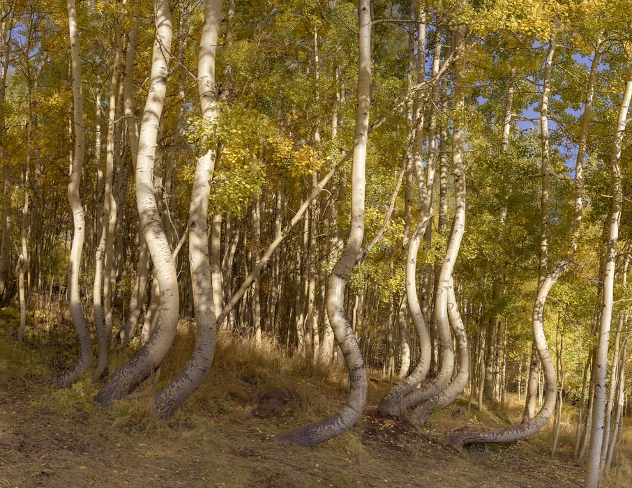 5,493 megapixels! A very high resolution, large-format VAST photo print of the Dancing Aspens, a grove of aspen trees in Ophir, Colorado; nature photograph created by John Freeman.