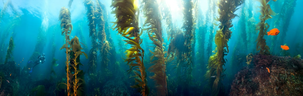 420 megapixels! A very high resolution, underwater panorama photo of a kelp forest with a scuba diver and fish; ocean photograph created by Jim Hellemn in San Clemente Island, Channels Islands, California.