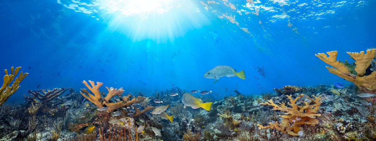 343 megapixels! A very high resolution, large-format VAST photo print of an underwater scene perfect for a large wallpaper, with a coral reef, swimming fish, and sun rays streaming through the water; ocean photograph created by Jim Hellemn in Yellow Parrotfish Spawning Site, East End, Grand Cayman Island, Cayman Islands, British West Indies.