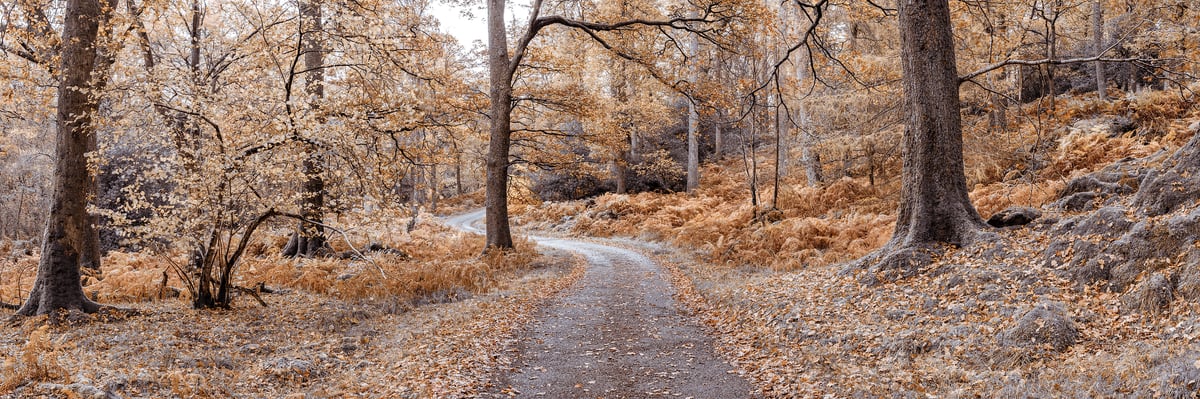 217 megapixels! A very high resolution, large-format VAST photo print of a trail winding through the woods in autumn; fine art nature photograph created by Assaf Frank in Keswick, Lake District, United Kingdom.