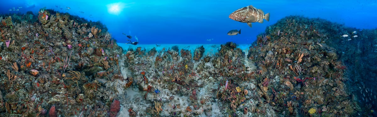 1,935 megapixels! A very high resolution gigapixel photo of a colorful coral reef, swimming fish, and scuba divers; photograph created by Jim Hellemn in Cayman Brac, Cayman Islands.
