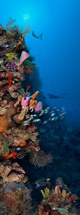 338 megapixels! A very high resolution, large-format VAST photo print of a beautiful coral reef with colorful coral, swimming fish, and marine life; underwater photograph created by Jim Hellemn.