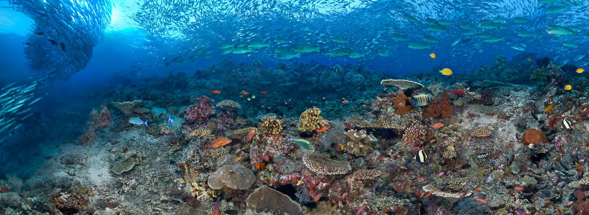 193 megapixels! A very high resolution, large-format VAST photo print of underwater marine life including schools of fish and colorful coral; ocean photograph created by Jim Hellemn in Sipadan Island, Malaysia.