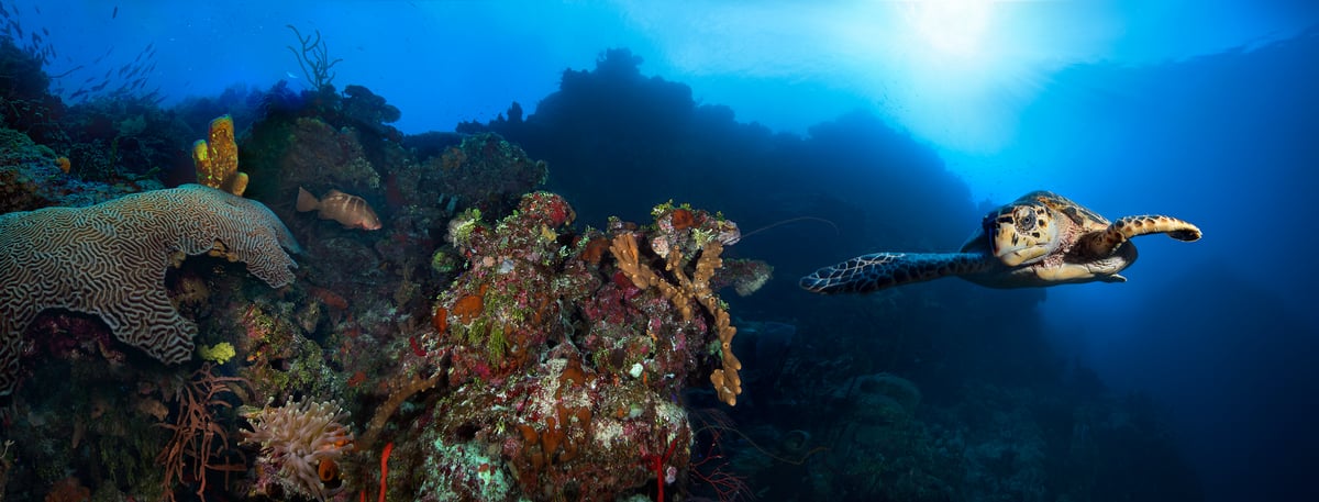 287 megapixels! A very high resolution, large-format VAST photo print of a sea turtle swimming past a coral reef; underwater photograph created by Jim Hellemn in Little Cayman Island, Cayman Islands, British West Indies.