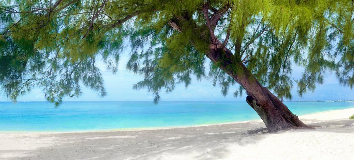 242 megapixels! A very high resolution, large-format VAST photo print of a Caribbean beach with a tree, white sand, and emerald blue peaceful water; photograph created by Phil Crawshay in the Caribbean on Seven Mile Beach, West Bay, Cayman Islands.