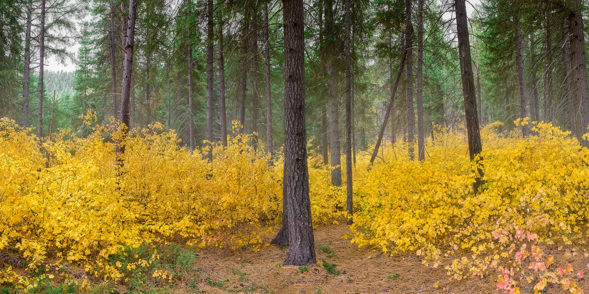 833 megapixels! An ultra high resolution forest nature photo with golden-colored trees with evergreens; nature photograph created by Chris Collacott.