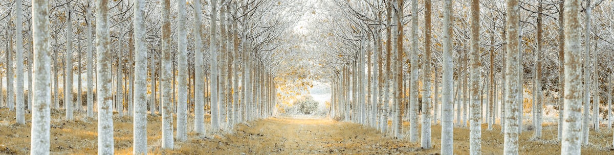 301 megapixels! A very high resolution, large-format VAST photo print of a pathway in aligned trees in a forest; nature photograph created by Assaf Frank.