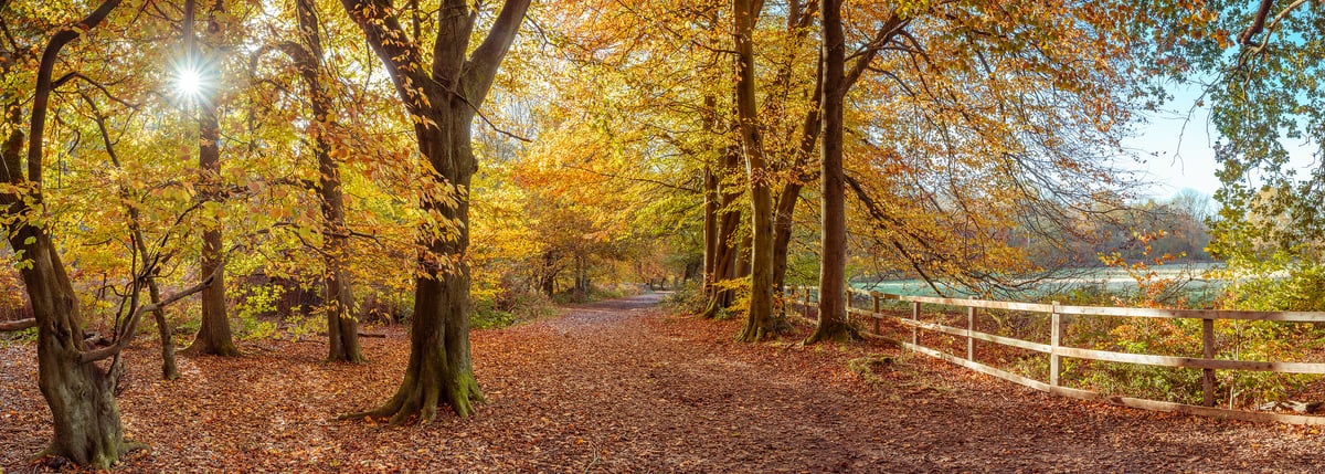 211 megapixels! A very high resolution, panorama photo fall leaves in woods next to a field with a pathway and a wood fence and the sunrise streaming through the trees; autumn photograph created by Assaf Frank in Berkhamsted, United Kingdom.