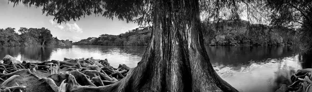 143 megapixels! A black and white photo of trees and water; nature fine art photograph created by Phil Crawshay in Redbud Isle, Austin, Texas.