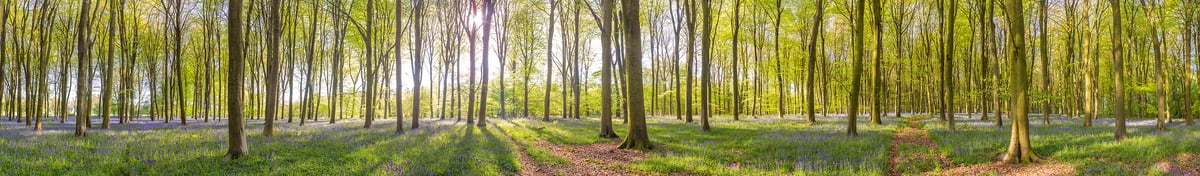 364 megapixels! A very high resolution, very wide panorama photo of a beautiful forest at sunrise during spring; nature photograph created by Assaf Frank in Micheldever Forest, Hampshire, United Kingdom.