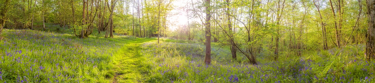 241 megapixels! A very high resolution, large-format VAST photo print of a pathway through a beautiful forest and field during springtime; nature photograph created by Assaf Frank in Newbury, Berkshire, United Kingdom.