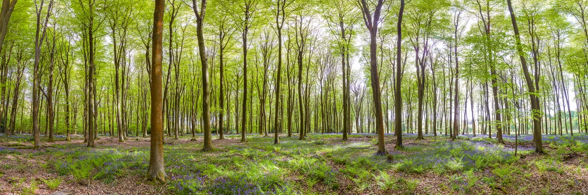 230 megapixels! A very high resolution wall mural photo of a beautiful forest during spring with flowers and ferns on the forest floor and fresh green leaves on the trees; nature panorama photograph created by Assaf Frank in Micheldever Forest, Hampshire, United Kingdom.