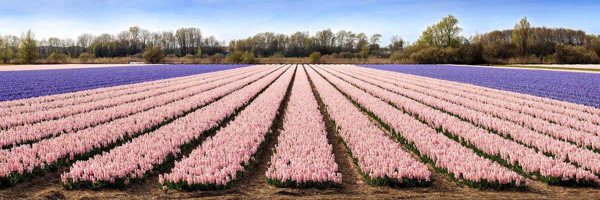 333 megapixels! A very high resolution, large-format fine art photo print of a flower field with rows of pink and purple hyacinth flowers; photograph created by Scott Dimond in Noordwijkerhout, Netherlands.