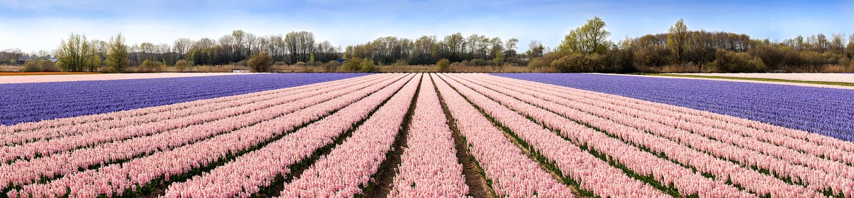 365 megapixels! A very high resolution, large-format VAST photo of a Netherlands landscape of a field with rows of pink and purple hyacinth flowers; panorama photograph created by Scott Dimond in Noordwijkerhout, Netherlands.