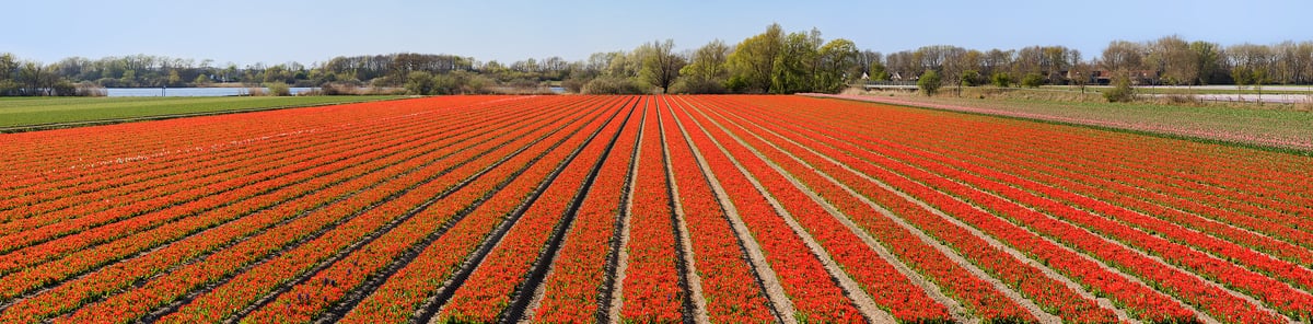 468 megapixels! A very high resolution photo of a tulip flower field with rows of red flowers; panorama landscape photograph created by Scott Dimond in Noordwijkerhout, Netherlands.