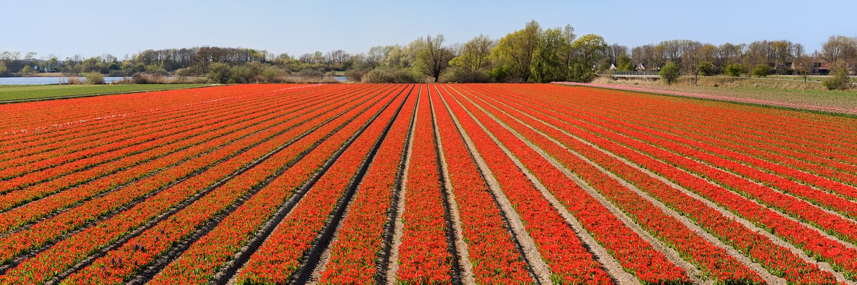 346 megapixels! A very high resolution landscape photo print of a tulip flower field in Holland; photograph created by Scott Dimond in Noordwijkerhout, Netherlands.